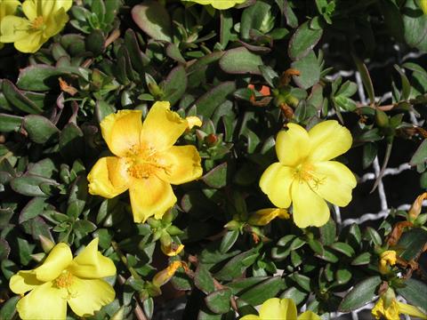 Photos von Blumenvarianten benutzt als: Topf und Beet Portulaca Amica Yellow