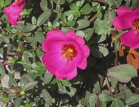 Photos von Blumenvarianten benutzt als: Topf und Beet Portulaca Amica Rose with eye
