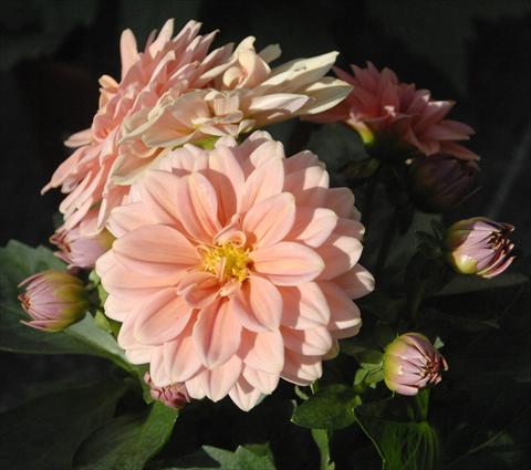 Photos von Blumenvarianten benutzt als: Topf und Beet Dahlia Dahlietta Lily pesca