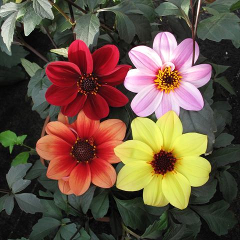 Photos von Blumenvarianten benutzt als: Topf und Beet Dahlia Mix a foglia scura