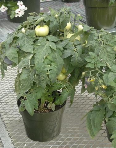Photos von Blumenvarianten benutzt als: Topf und Beet Solanum lycopersicum (pomodoro) Megabite