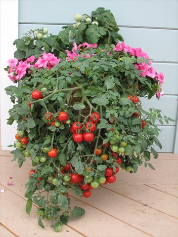 Photos von Blumenvarianten benutzt als: Topf und Beet Solanum lycopersicum (pomodoro) Tumbling Red