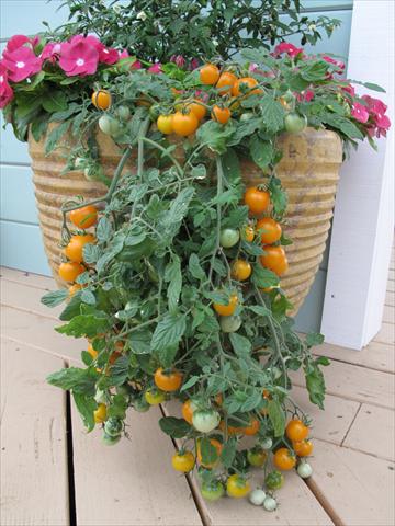 Photos von Blumenvarianten benutzt als: Topf und Beet Solanum lycopersicum (pomodoro) Tumbling Yellow