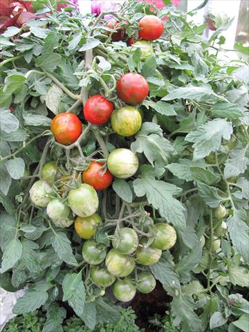 Photos von Blumenvarianten benutzt als: Topf und Beet Solanum lycopersicum (pomodoro) Tumbling Tiger