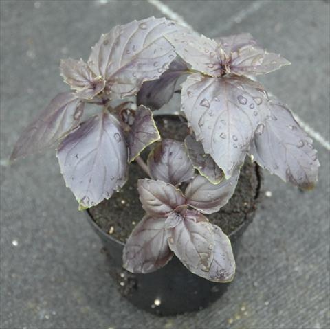 Photos von Blumenvarianten benutzt als: Topf und Beet Ocimum basilicum Rosso