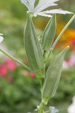 Photos von Blumenvarianten benutzt als: Topf und Beet Abelmoschus esculentus Okra Green Fingers