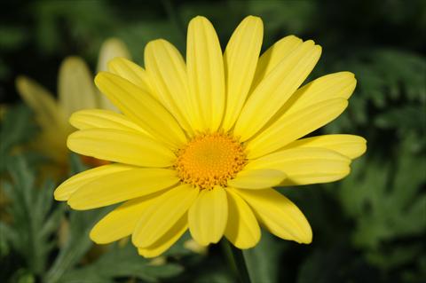 Photos von Blumenvarianten benutzt als: Topf und Beet Argyranthemum PLA Yellow Empire