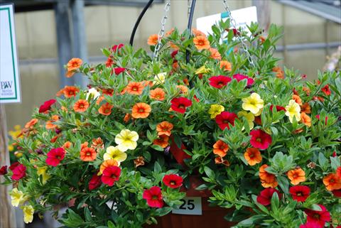 Photos von Blumenvarianten benutzt als: Topf, Beet, Terrasse, Ampel Calibrachoa Superbells XXX