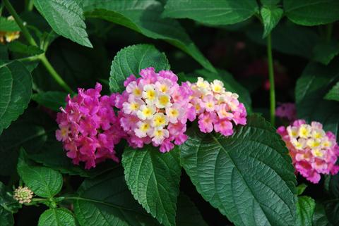Photos von Blumenvarianten benutzt als: Topf und Beet Lantana camara Top Calippo Pink Passion