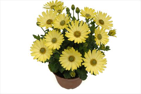 Photos von Blumenvarianten benutzt als: Topf und Beet Osteospermum Springstar Big Yellow