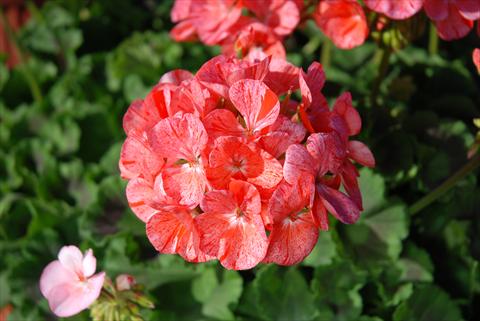 Photos von Blumenvarianten benutzt als: Topf Pelargonium zonale Gen® FlicFlac Red