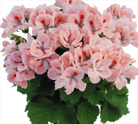Photos von Blumenvarianten benutzt als: Topf Pelargonium grandiflorum Top Rosmarie