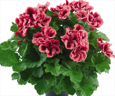 Photos von Blumenvarianten benutzt als: Topf Pelargonium grandiflorum Top Vicky
