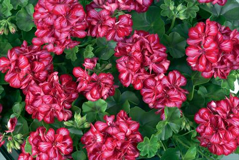 Photos von Blumenvarianten benutzt als: Topf Pelargonium peltatum Gen® Lollipop Cherry