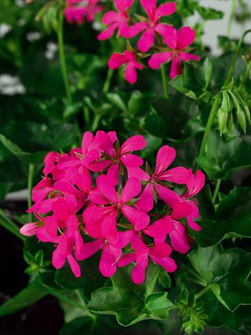 Photos von Blumenvarianten benutzt als: Topf Pelargonium peltatum Ville Gen Balcon Noa