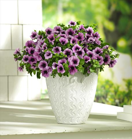 Photos von Blumenvarianten benutzt als: Topf, Terrasse, Ampel. Petunia PW Bordeaux