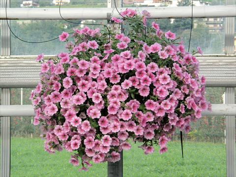 Photos von Blumenvarianten benutzt als: Topf, Terrasse, Ampel. Petunia Veranda® Rose Vein