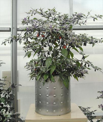 Photos von Blumenvarianten benutzt als: Topf und Beet Capsicum annuum Hot Purple