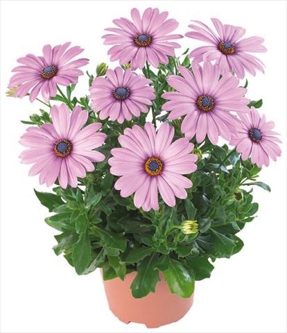 Photos von Blumenvarianten benutzt als: Topf und Beet Osteospermum Margarita Nano® Dark Lilac