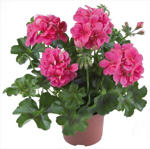 Photos von Blumenvarianten benutzt als: Terrasse, Topf Pelargonium peltatum Dancing Idols® Candy