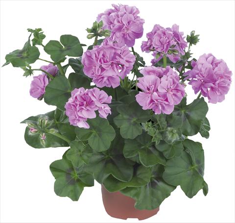Photos von Blumenvarianten benutzt als: Terrasse, Topf Pelargonium peltatum Dancing Idols® Lavender