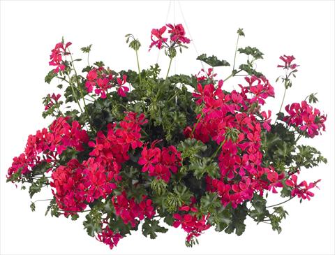 Photos von Blumenvarianten benutzt als: Topf, Terrasse, Ampel. Pelargonium peltatum Grand Idols® Neon Pink