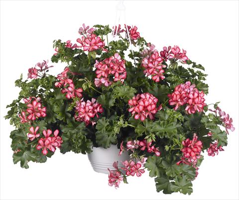 Photos von Blumenvarianten benutzt als: Topf, Terrasse, Ampel. Pelargonium peltatum Grand Idols® Red Bicolor