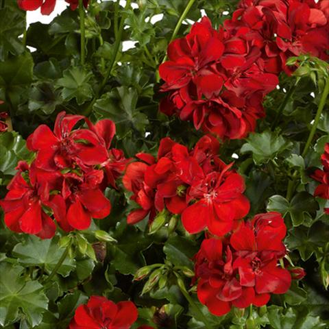 Photos von Blumenvarianten benutzt als: Topf, Terrasse, Ampel. Pelargonium peltatum pac® Ruby Rosso vivace