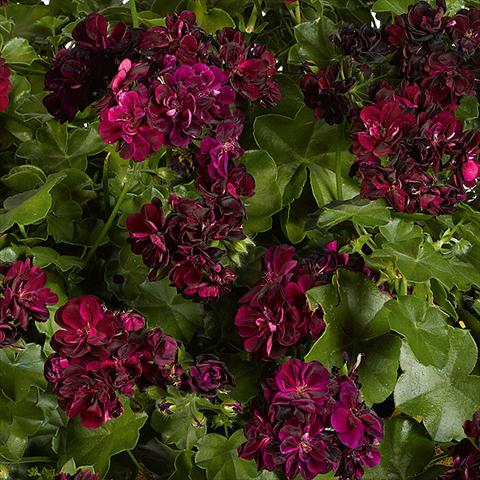 Photos von Blumenvarianten benutzt als: Topf, Terrasse, Ampel. Pelargonium peltatum pac® Tommy Rosso borgogna scuro