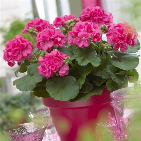 Photos von Blumenvarianten benutzt als: Terrasse, Topf Pelargonium zonale Master Idols® Coral