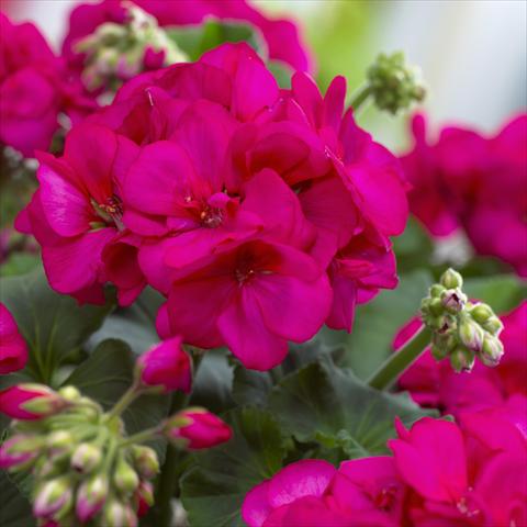 Photos von Blumenvarianten benutzt als: Terrasse, Topf Pelargonium zonale Master Idols® Neon Purple