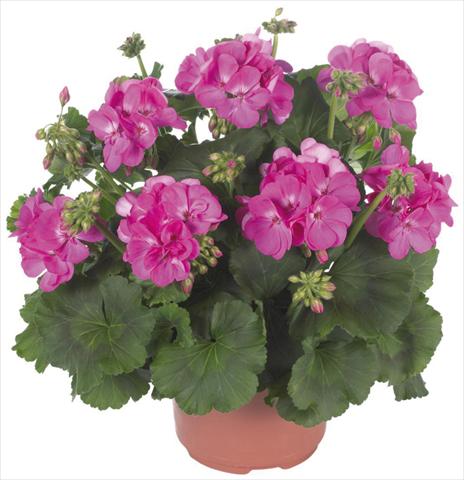 Photos von Blumenvarianten benutzt als: Terrasse, Topf Pelargonium zonale Master Idols® Pink