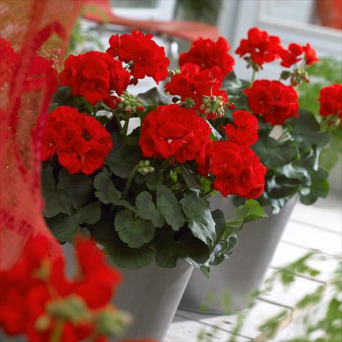 Photos von Blumenvarianten benutzt als: Terrasse, Topf Pelargonium zonale Master Idols® Scarlet Red