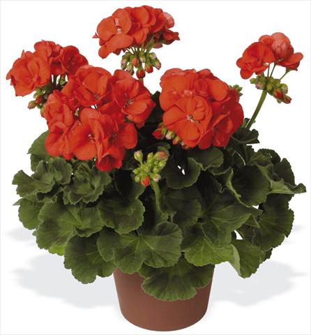 Photos von Blumenvarianten benutzt als: Terrasse, Topf Pelargonium zonale pac® Schocking Orange