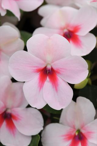 Photos von Blumenvarianten benutzt als: Topf und Beet Impatiens walleriana Impreza™ Cherry Splash