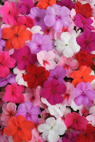 Photos von Blumenvarianten benutzt als: Topf und Beet Impatiens walleriana Impreza™ Formula Mixture