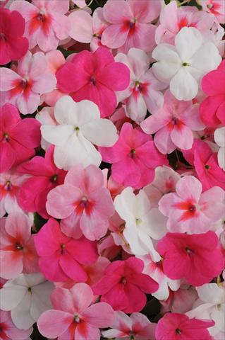 Photos von Blumenvarianten benutzt als: Topf und Beet Impatiens walleriana Impreza™ Pink Spring Mixture