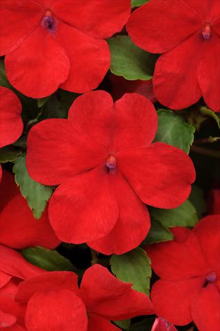 Photos von Blumenvarianten benutzt als: Topf und Beet Impatiens walleriana Impreza™ Red