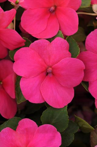 Photos von Blumenvarianten benutzt als: Topf und Beet Impatiens walleriana Impreza™ Rose