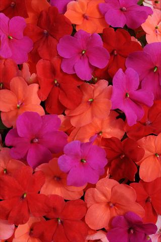 Photos von Blumenvarianten benutzt als: Topf und Beet Impatiens walleriana Impreza™ South Beach Mixture