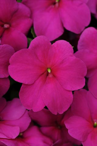 Photos von Blumenvarianten benutzt als: Topf und Beet Impatiens walleriana Impreza™ Violet