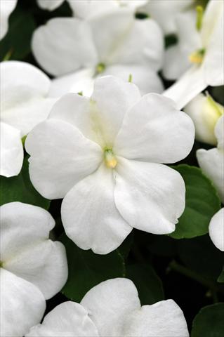 Photos von Blumenvarianten benutzt als: Topf und Beet Impatiens walleriana Impreza™ White