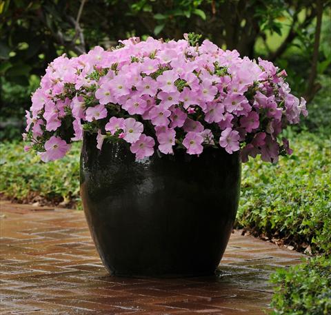Photos von Blumenvarianten benutzt als: Beet, Topf oder Ampel Petunia x hybrida Easy Wave Mystic Pink Improved