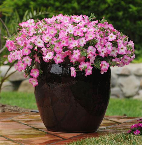 Photos von Blumenvarianten benutzt als: Beet, Topf oder Ampel Petunia x hybrida Easy Wave Pink Dawn
