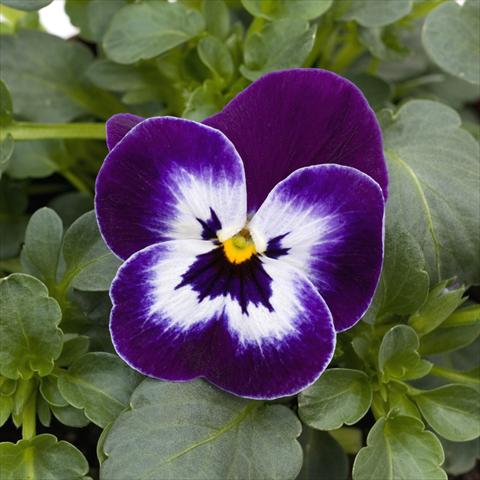 Photos von Blumenvarianten benutzt als: Topf und Beet Viola cornuta Sorbet™ Purple Face XP