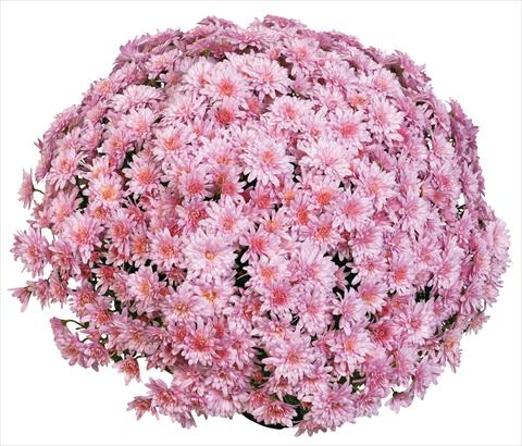 Photos von Blumenvarianten benutzt als: Topf und Beet Chrysanthemum Aelya