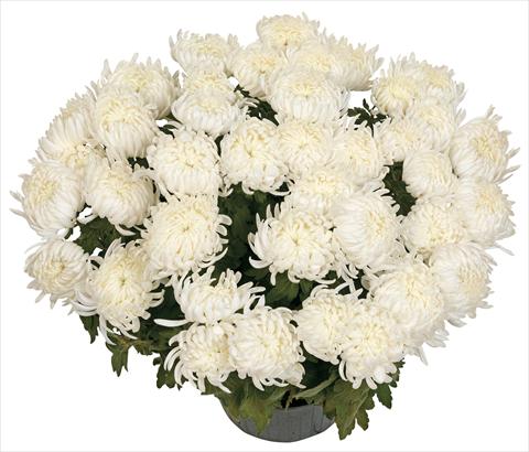 Photos von Blumenvarianten benutzt als: Topf und Beet Chrysanthemum Bilkis