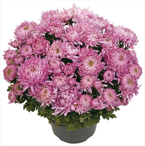 Photos von Blumenvarianten benutzt als: Topf und Beet Chrysanthemum Calenza Rosa