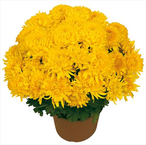 Photos von Blumenvarianten benutzt als: Topf und Beet Chrysanthemum Diego Giallo