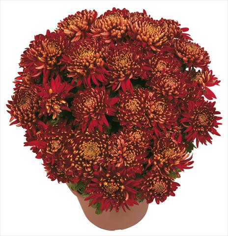 Photos von Blumenvarianten benutzt als: Topf und Beet Chrysanthemum Diego Rosso